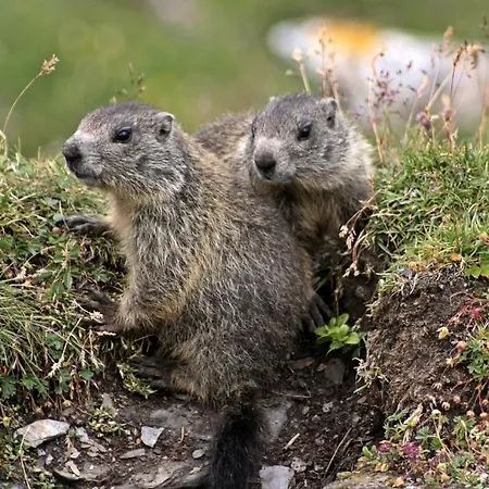 Apartament Stoffel Avers