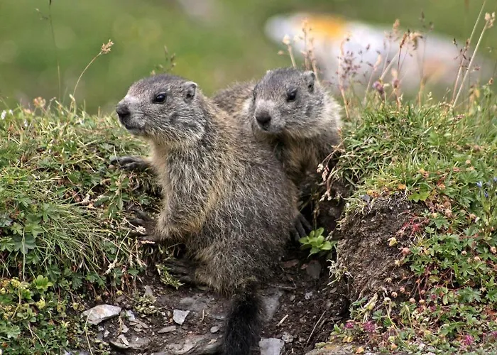 Apartment Stoffel Avers