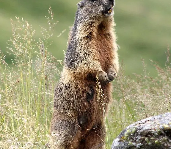 Stoffel Appartement *