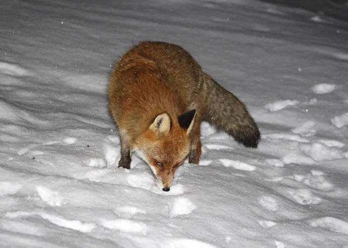 Stoffel Appartement Avers